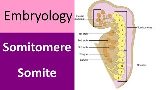 Difference between somitomere and somite [upl. by Marge925]