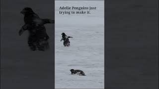 Adelie Penguins crossing the Ross Sea Ice [upl. by Sliwa]