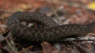 Atheris barbouri the Uzungwe Mountain Bush Viper [upl. by Atikan]