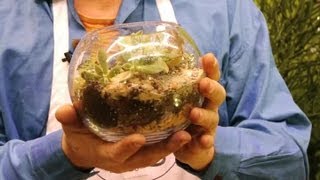 How to Set Up a Terrarium for Ferns  Terrariums amp More [upl. by Eiramaneet]