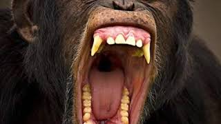 Chimpanzee Growl 🦍 🔊 [upl. by Danita]