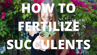 How to Fertilize Succulents  The Best Succulent Fertilizers  Succulent Market [upl. by Aciras]