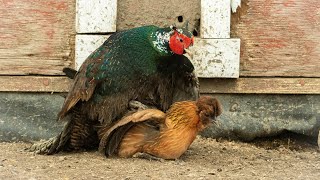 Pheasant breeding chickens [upl. by Burtis]