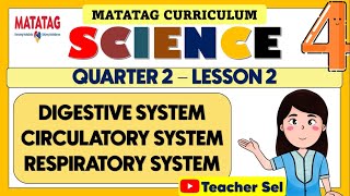 GRADE 4 SCIENCE 4 QUARTER 2 WEEK 2 MATATAG DIGESTIVE  CIRCULATORY AND RESPIRATORY SYSTEM [upl. by Eatnuahs593]