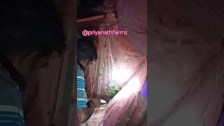 priyanathfarms shots fish trending viralshorts viwes youtubeshorts fishing [upl. by Creath967]