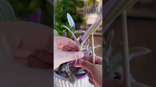 Tradescantia Nanouk plants propagation garden indoorplants plantcare gardening plantas plant [upl. by Lenox]