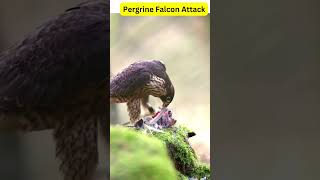 Peregrine Falcon Hunting [upl. by Bolen]