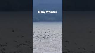 Many big Alaskan Whales nature sealife whale whales wildanimals wildlife shorts animals [upl. by Maighdlin856]