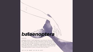 balaenoptera [upl. by Delcine]