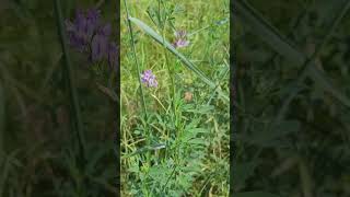 La Luzerne Plante Contre Les Bouffées de Chaleur  Alfalfa Plant Against Hot Flashes [upl. by Swagerty]