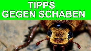 TIPPS GEGEN SCHABEN IN DER KÜCHE 2017 [upl. by Chu]