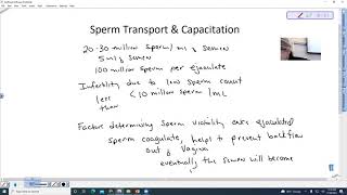 Sperm Transport and Capacitation [upl. by Tindall]