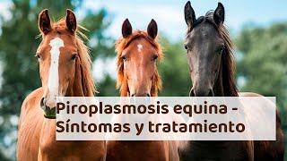 PIROPLASMOSIS EQUINA  Síntomas dignóstico y tratamiento [upl. by Giacamo]