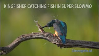 Kingfisher catching fish in super slowmotion [upl. by Hube154]