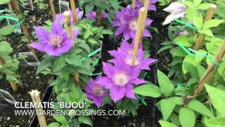 Clematis Bijou  wwwgardencrossingscom [upl. by Appleton]