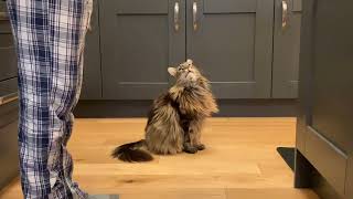 HUGE Cat Talking Back To Owner [upl. by Herstein]