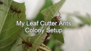 Leaf Cutter Ants Colony Setup Acromyrmex Echinatior [upl. by Regina785]