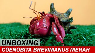 UNBOXING Paket Kelomang Coenobita brevimanus Merah  Unboxing  Crabpedia [upl. by Sorel]