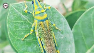 Multicolors large grasshopper closeup video [upl. by Otsuj]