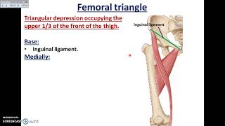 Overview of Lower Limb 31  Boundaries of the Femoral Triangle  Dr Ahmed Farid [upl. by Dorena865]