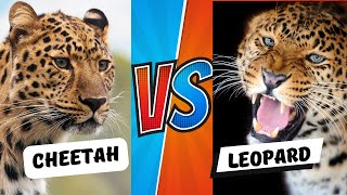 CHEETAH VS LEOPARD Who Will Win [upl. by Franz]