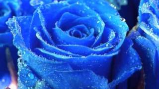 4 ROSAS AZULES [upl. by Olraced]