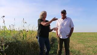 Growing Camelina in Western South Dakota with Walker Farm [upl. by Yruj426]