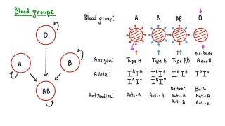 Blood Groups and Rhesus Factors Explained [upl. by Hairahcaz]