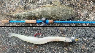 CATCHING FLATHEAD ON SILVERFISH [upl. by Crescentia]