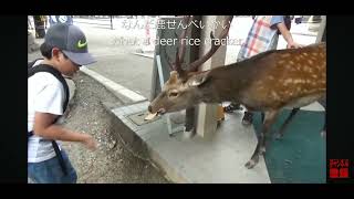 奈良公園 ドアを開ける鹿 deer チョット前に撮影しました。５年程前に [upl. by Herrod4]