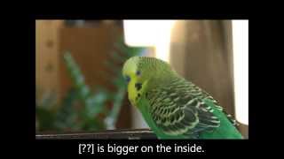 A Parakeet is Bigger on the Inside [upl. by Hafinah]