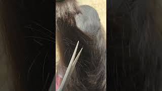 Hair notching technique very simple and easy  shorts video trending ✂️✂️✂️✂️😱😱😱😱 [upl. by Ahsinyd]