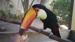 Toco Toucan Eats 1st Hard Boiled Egg [upl. by Tnilf]