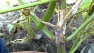 Growing Soybeans  Part 8  Insects Pests Diseases [upl. by Bartosch292]