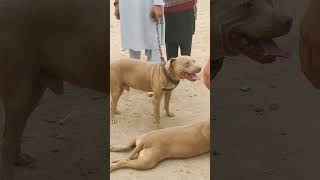 Pitbull vs bull shorts shortsfeed viralshorts pitbull ox americanbully dogs doglover [upl. by Learrsi]