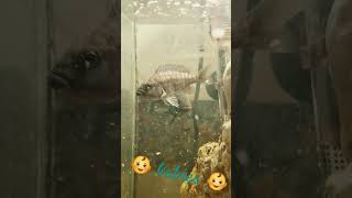 cichlid aquarium enjoy blessed allnatural [upl. by Khalin]