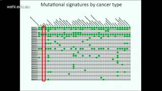 Stratton M 2015 Signatures of mutational processes in human cancer [upl. by Airekal653]