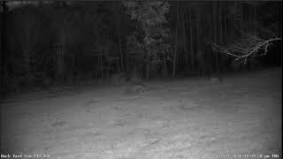 LIVE Deer Cam Virginia [upl. by Sileas]