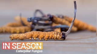 Cordyceps Season Hunt for the World’s Most Expensive Fungus  In Season S1E4 [upl. by Emmuela502]