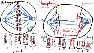 The Mitotic Cell Cycle A Review [upl. by Colfin30]