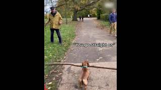 This little dog has serious big stick energy 😂 Bosco And His Big Stick Energy [upl. by Prentiss600]