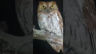 Oriental Scops Owl with call birds subscribe wildlife cambodia shortsfeed shorts short [upl. by Ellita]