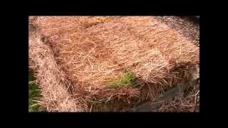 How to Make a Strawbale Gardenwmv [upl. by Faires]