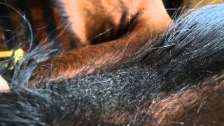 How to Groom a Horse for a Horse Show [upl. by Nairod]