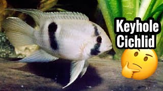 Keyhole Cichlid Care  Species Profile [upl. by Kory]