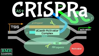 CRISPRa  CRISPR Activation  CRISPRa Vs CRISPRi [upl. by Eigriv]