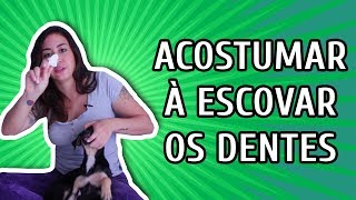 COMO ACOSTUMAR O CÃO A ESCOVAR OS DENTES [upl. by Mareah]