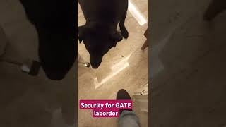 Security for GATEdoglover bestguarddog yourdog labrador yourpet guardog guarddogbreeds pets [upl. by Meeks613]