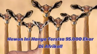 Gerenuk Si Anthelope Yang Dijuluki Jerapah Mini [upl. by Etnohs]