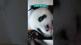 Este bebé panda fue abandonado por su madre [upl. by Ttennaej]